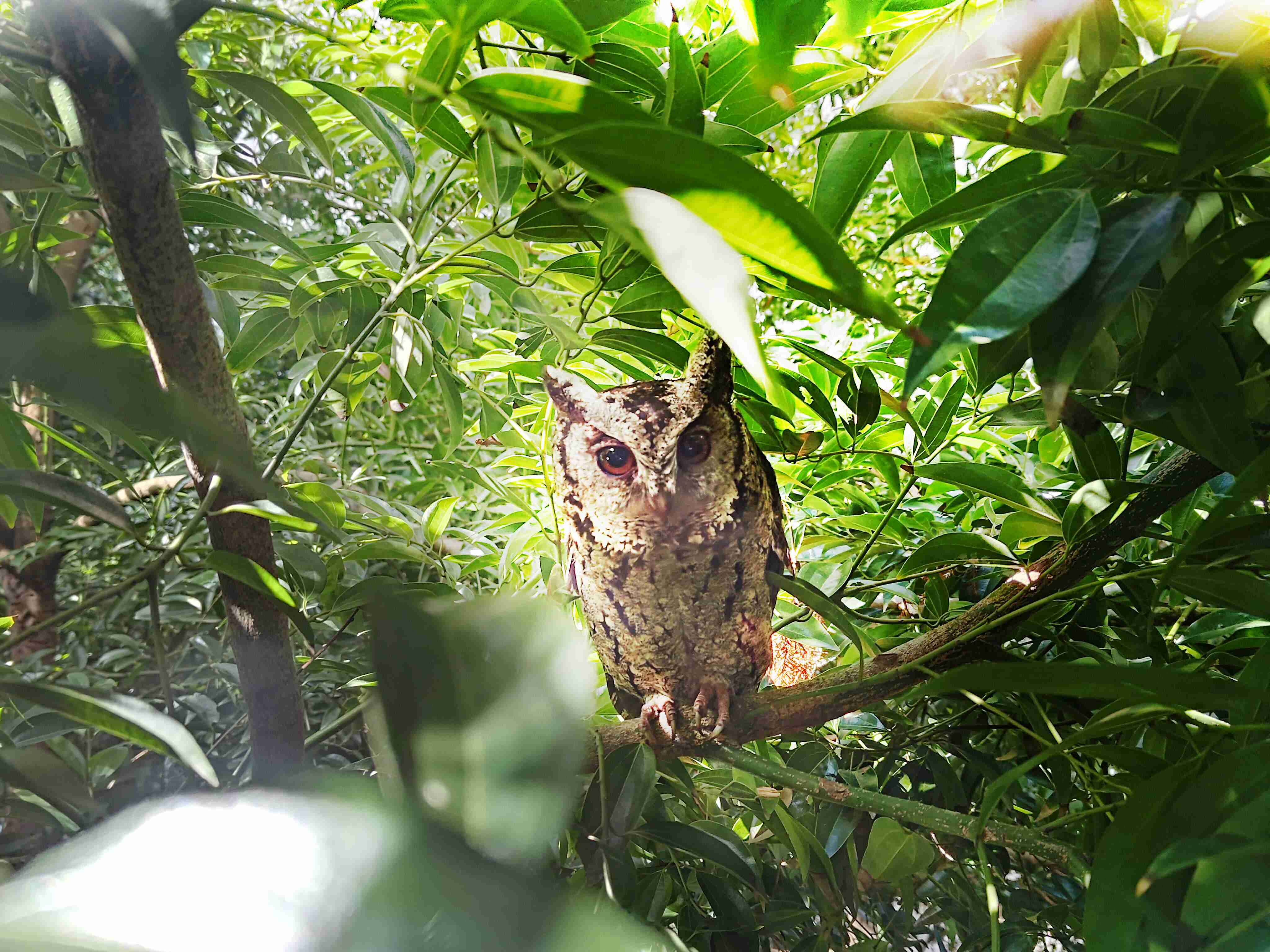传奇国际致力提倡净零绿生活，，，16年以来在全球各厂区植树逾百万棵，，造就各厂区树木蔚然成林，，，犹如森林工厂，，，成为许多生物的栖息地